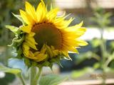 Sunflower blooming 2015 01.jpg